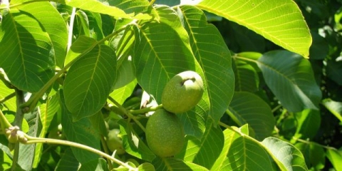 Listovi oraha: korisna svojstva i kontraindikacije